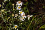 White panicle aster